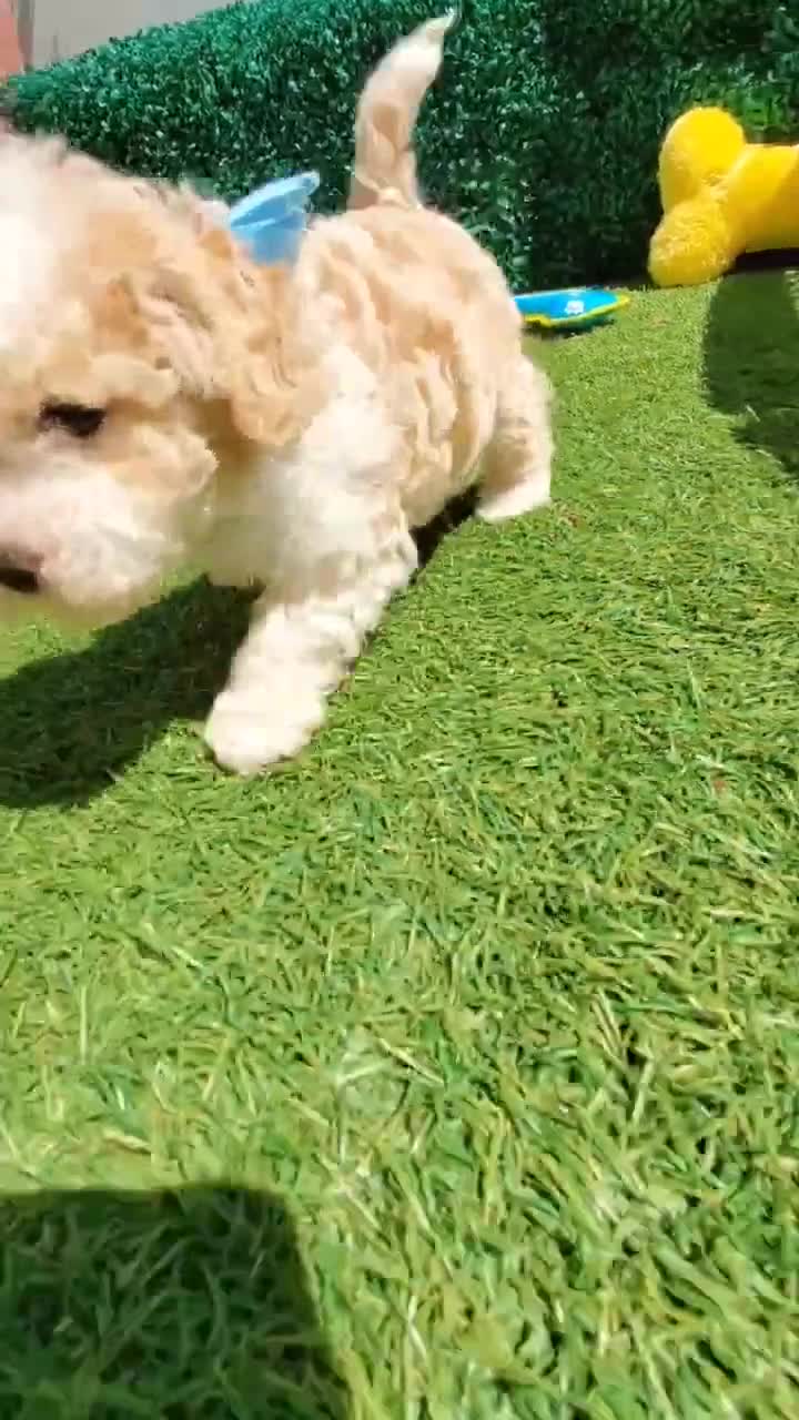 Maltipoo dogs for sale: GUCCI - Video 1