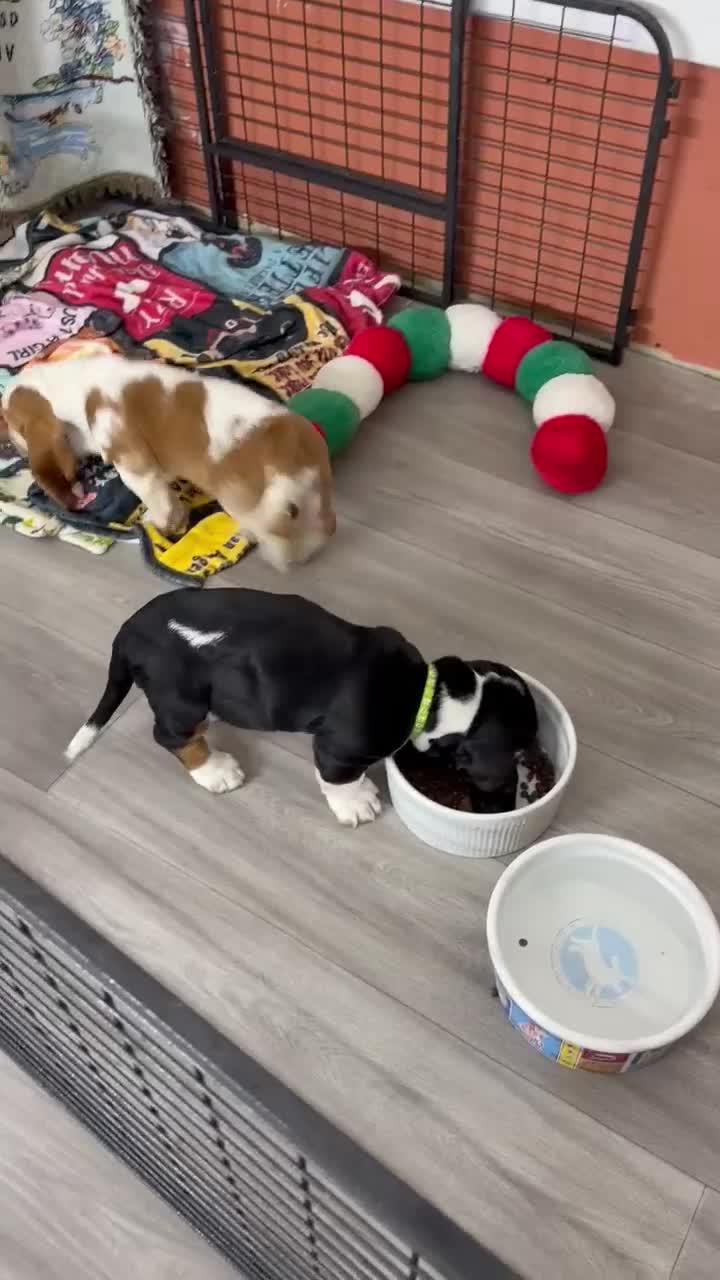 Basset Hound dogs for sale: Basset Hound Puppy 6 - Video 1