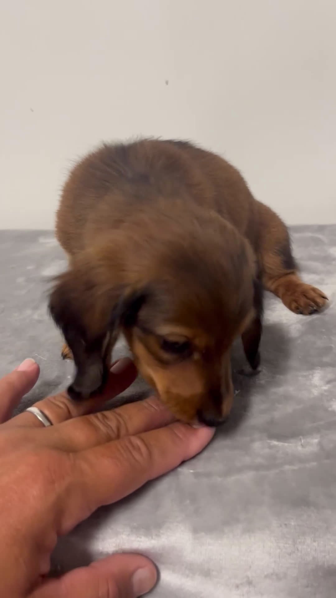 Miniature Dachshund dogs for sale: Miniature Dachshund giddy - Video 1