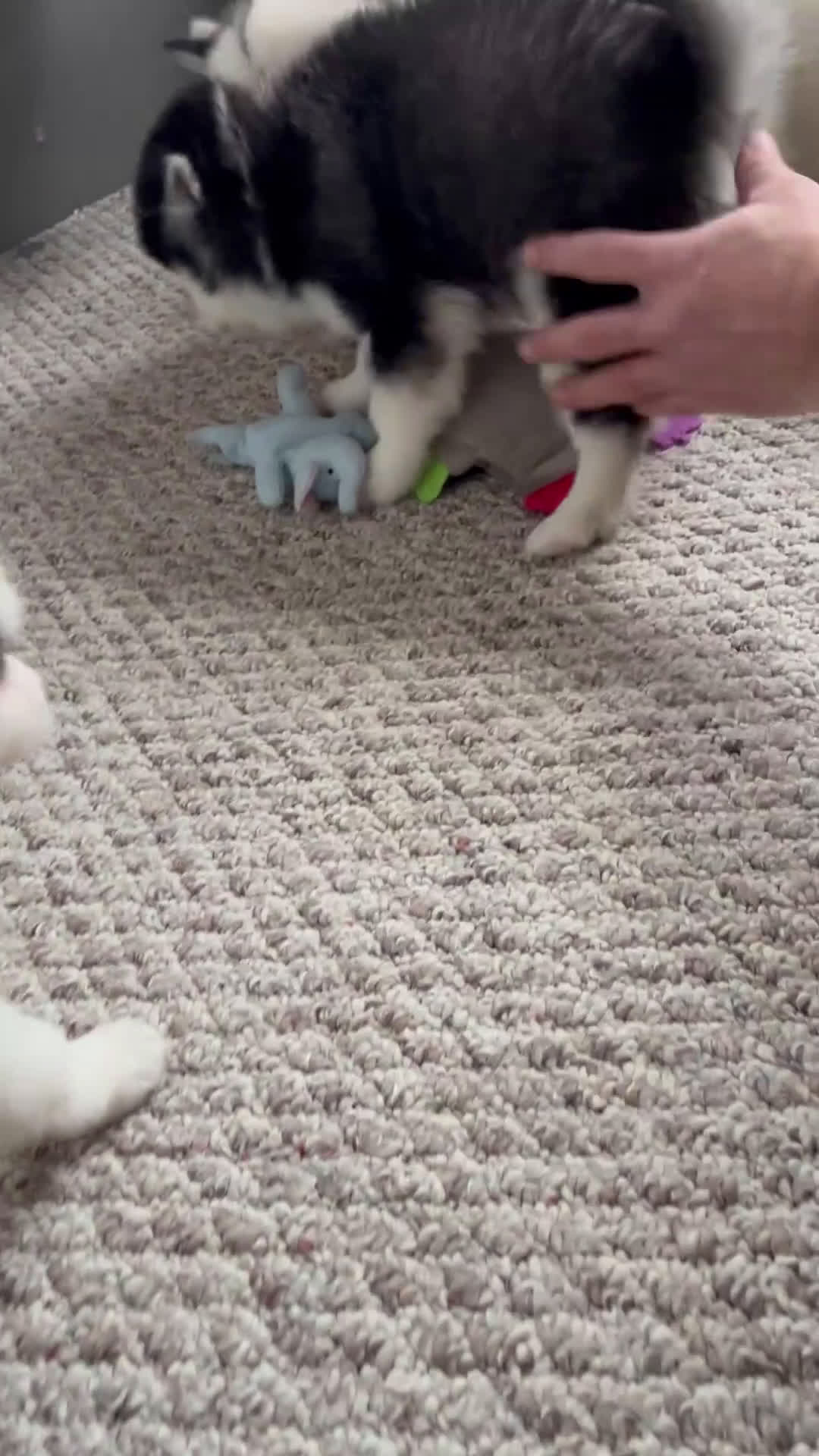 Pomsky dogs for sale: Nicky - Video 2