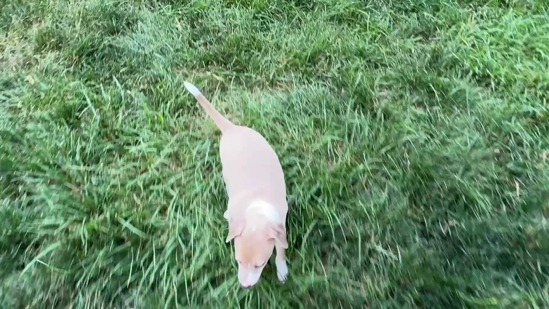 Italian Greyhound dogs for sale: Gordie - Video 1