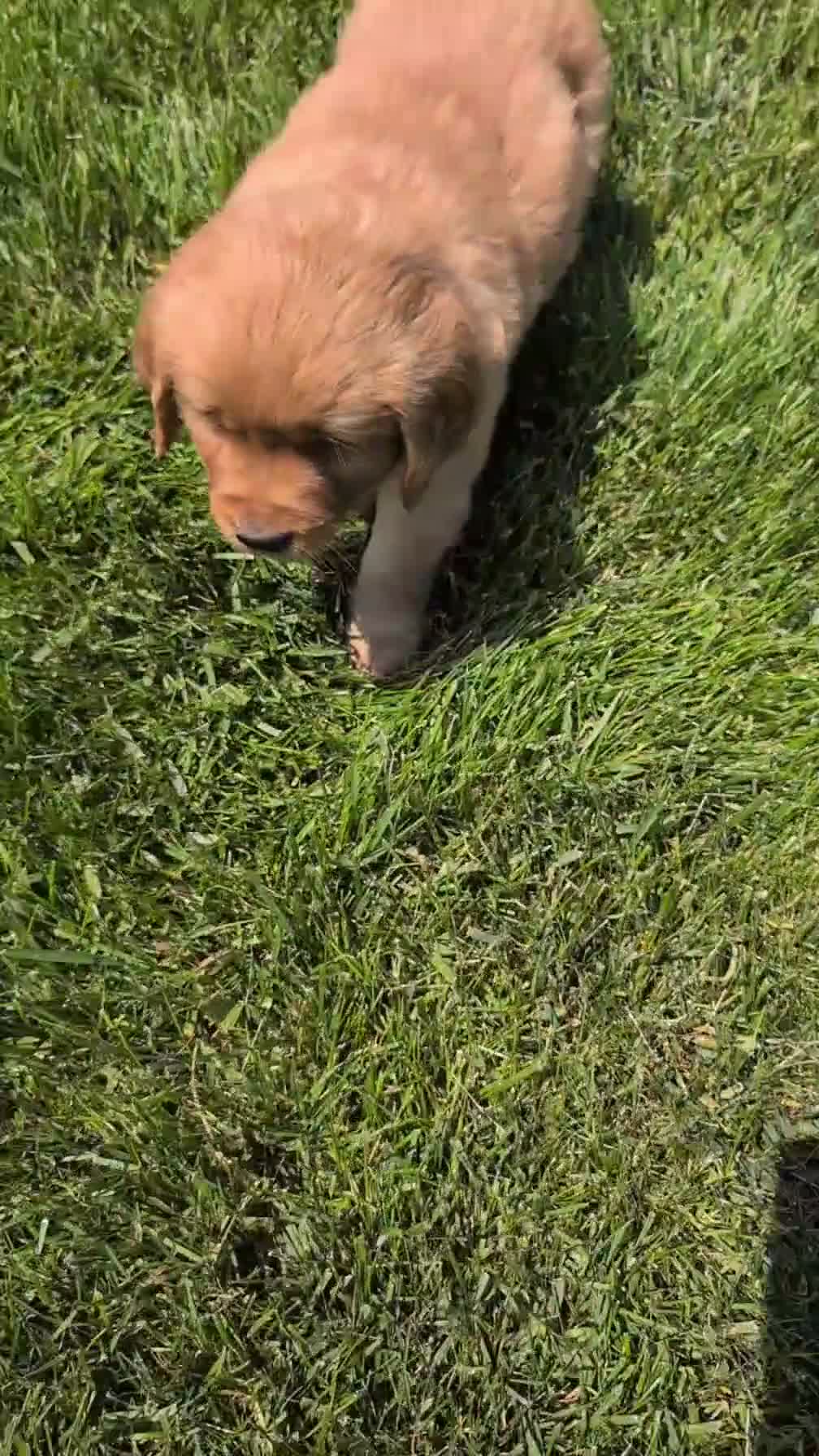 Golden Retriever dogs for sale: Tyson - Video 1