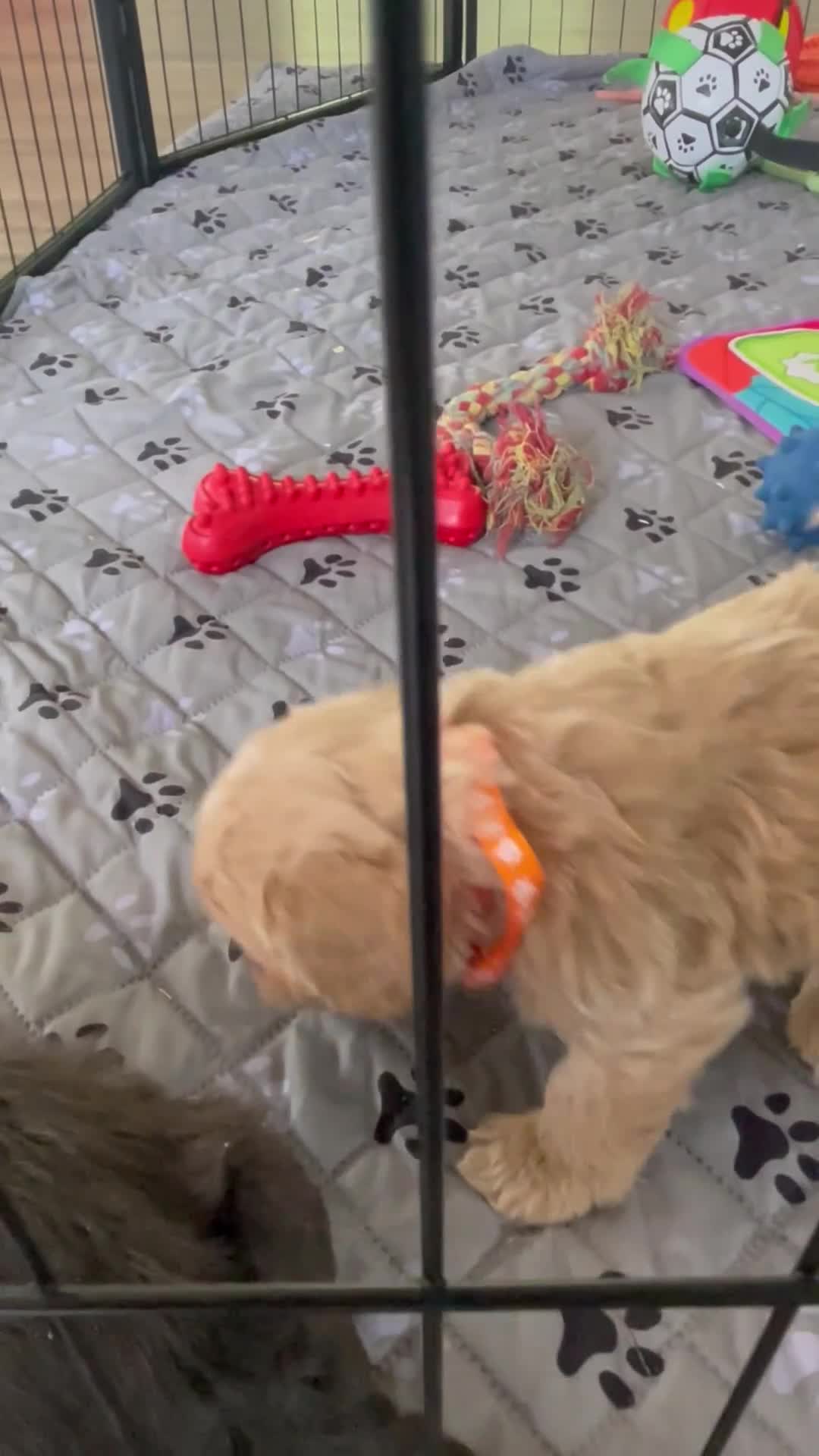 Cavapoo dogs for sale: Ms. Darla - Video 4