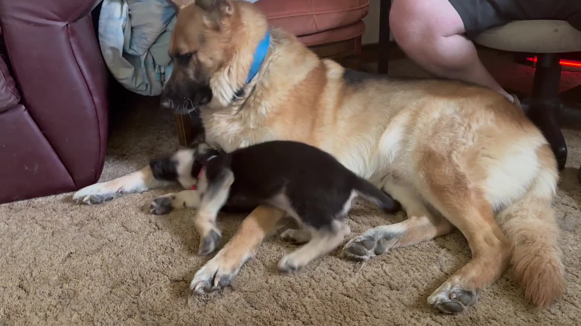 German Shepherd dogs for stud: Klaus - Video 2