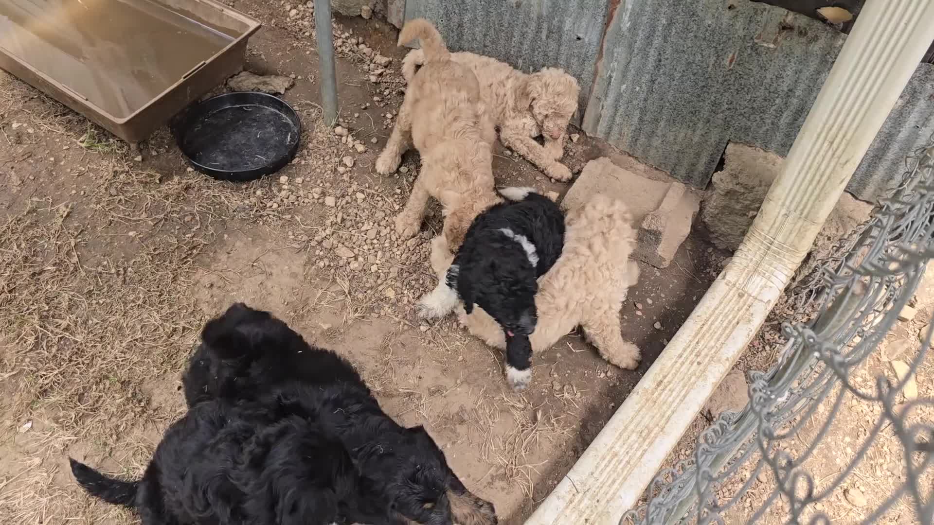 Goldendoodle dogs for sale: Goldendoodle 1 - Video 3