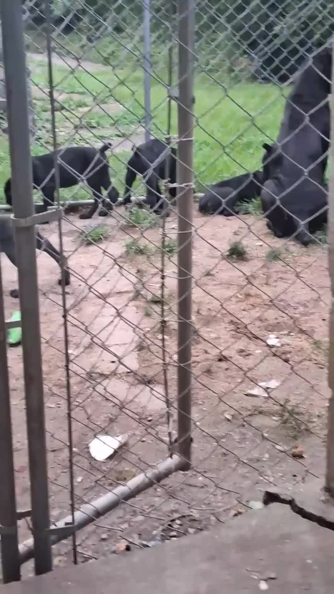 Cane Corso dogs for sale: Cane Corso 5 - Video 1