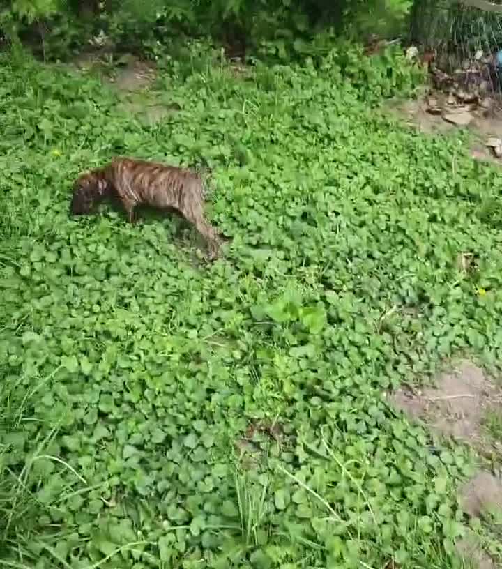 Mixed Breed dogs for sale: Mixed Breed Puppy 1 - Video 4