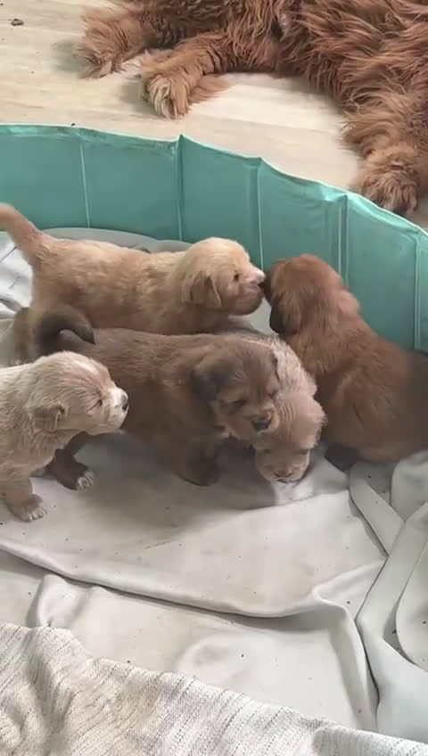 Tibetan Mastiff dogs for sale: Tibetan Mastiff Puppy 1 - Video 6