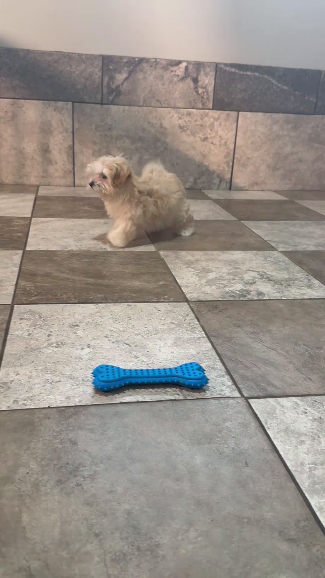 Maltipoo dogs for sale: Faith - Video 1