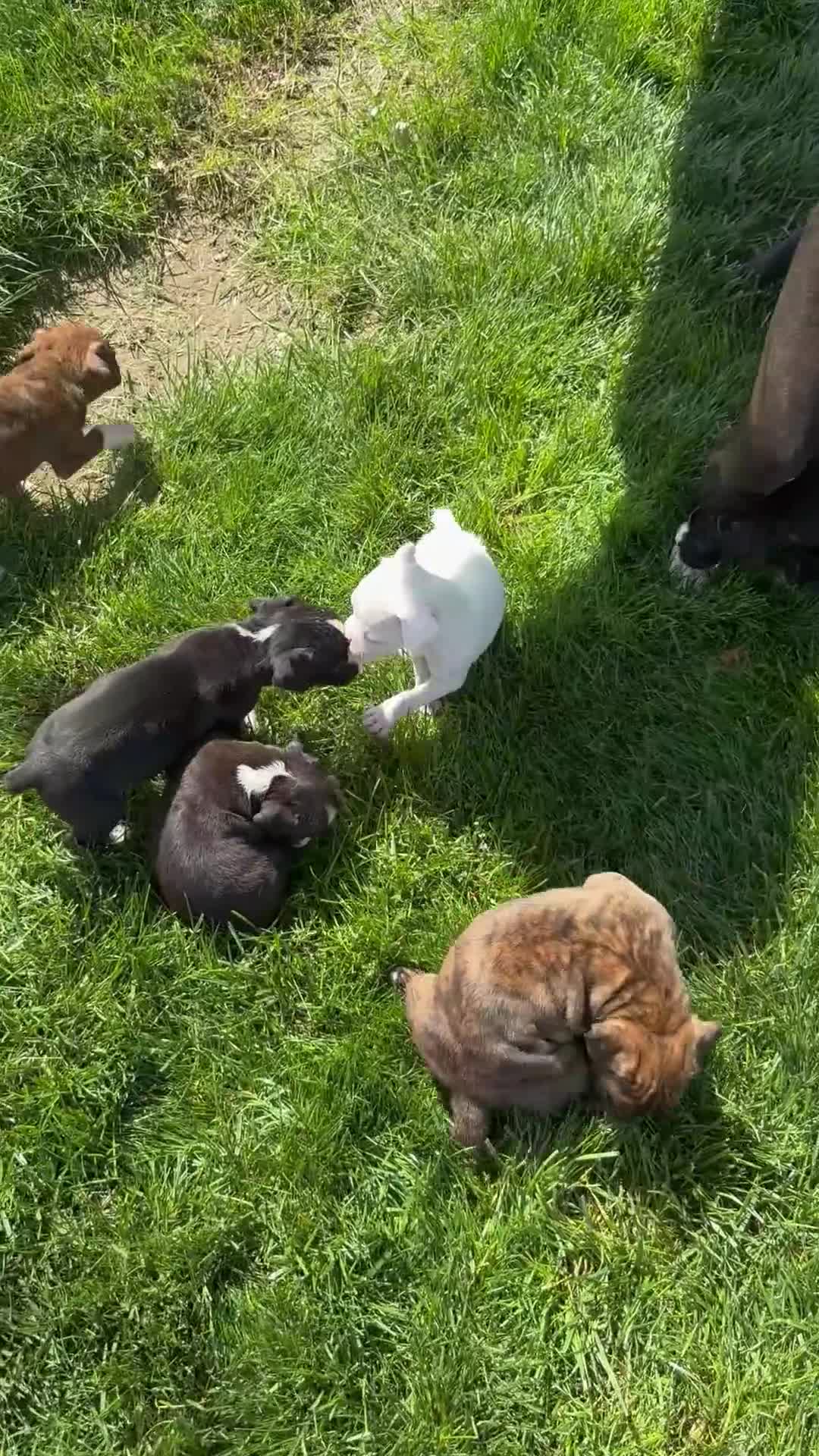 Boxer dogs for sale: Arnold - Video 1