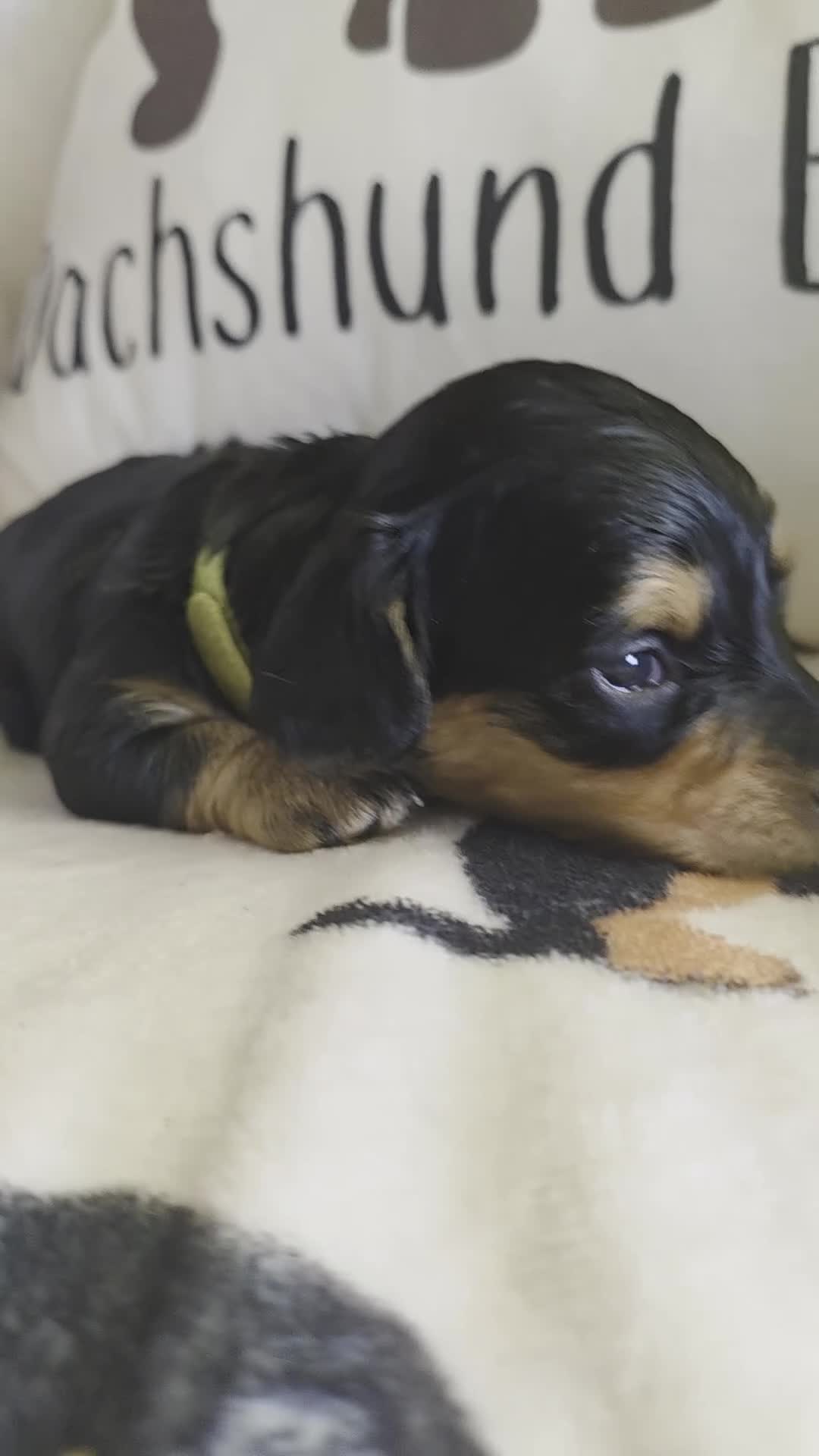 Miniature Dachshund dogs for sale: Lacey  - Video 1