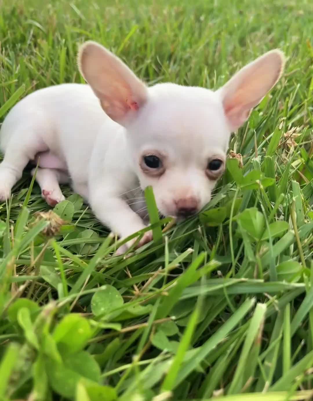 Chihuahua dogs for sale: Clover - Video 1