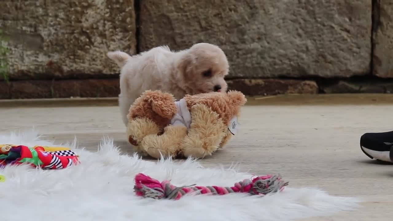 Maltipoo dogs for sale: Kolten - Video 4