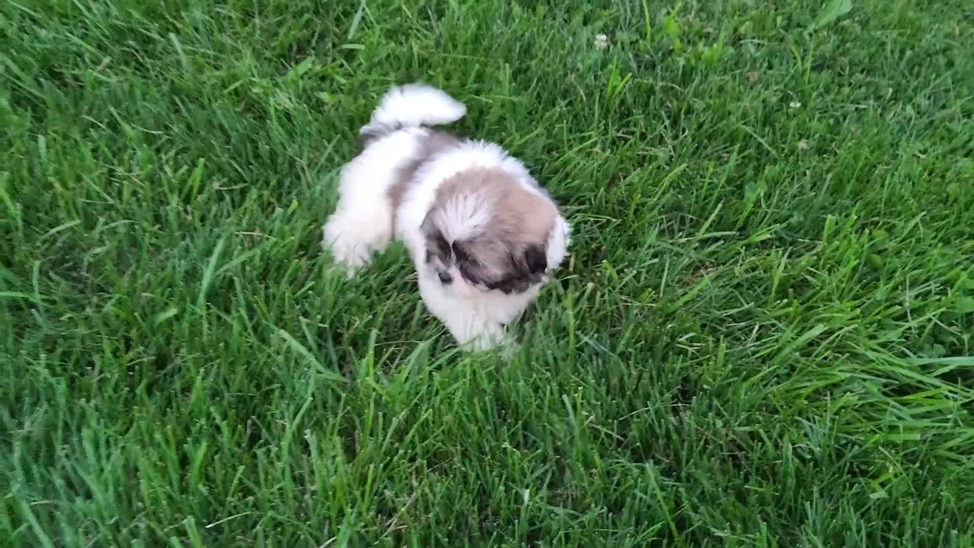 Shih Tzu dogs for sale: Biscuit - Video 1