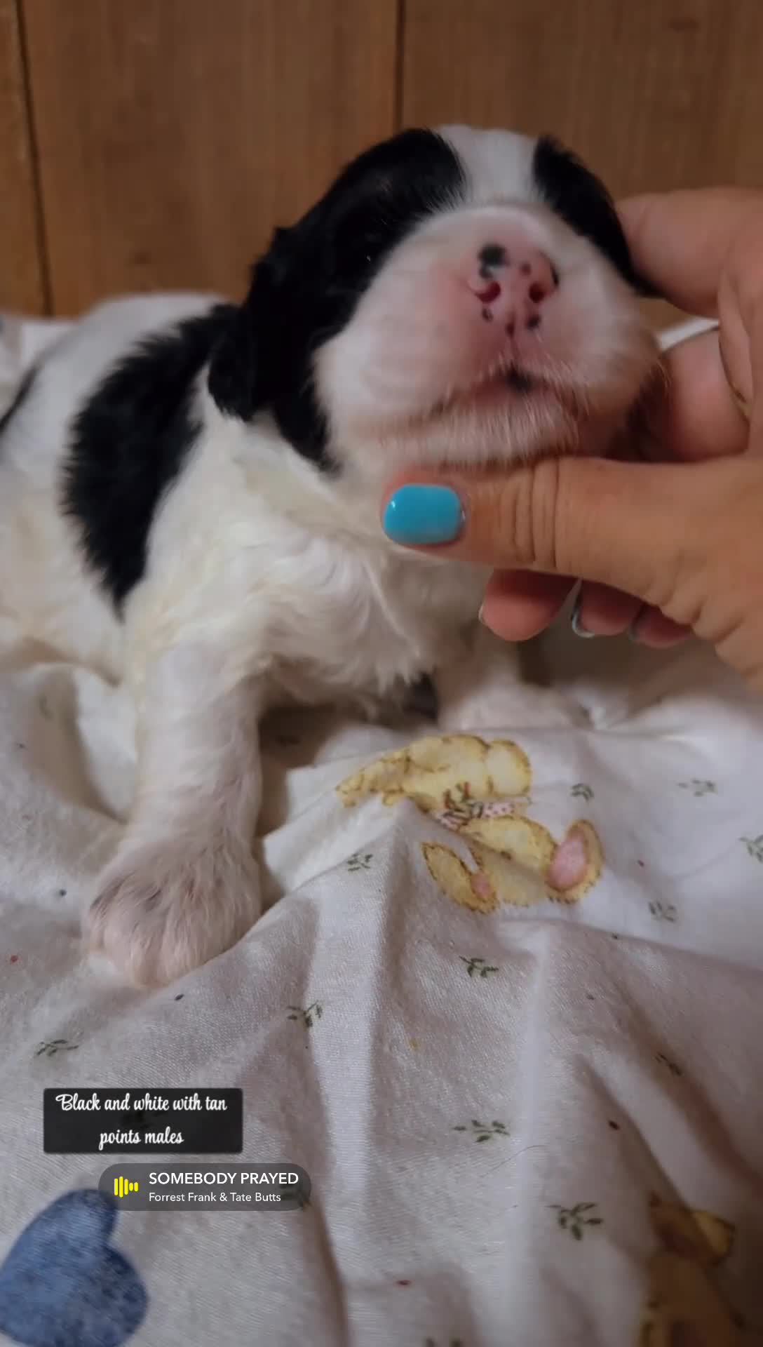 Mini Bernedoodle dogs for sale: Slate - Black & White Mini Bernedoodle - Video 1