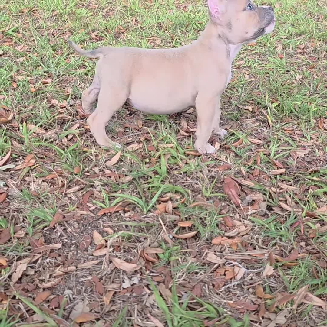 American Bully dogs for sale: American Bully Puppy 2 - Video 1