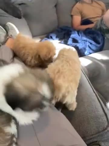 Maltipoo dogs for sale: Tiny Torie - Video 1