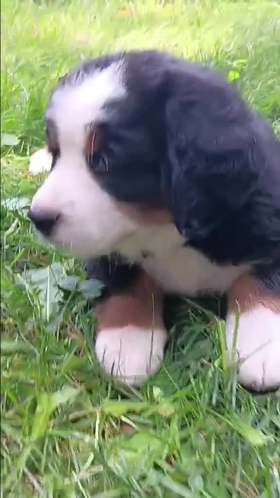 Bernese Mountain Dog dogs for sale: Sophia - female - Re-listed due to loss in buyers family - Video 1