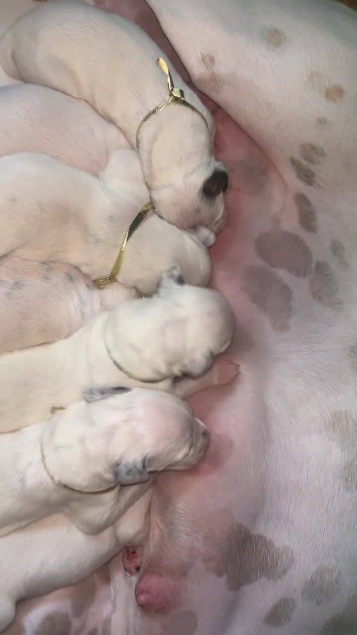 Dalmatian dogs for sale: Dalmatian Puppy 1 - Video 1