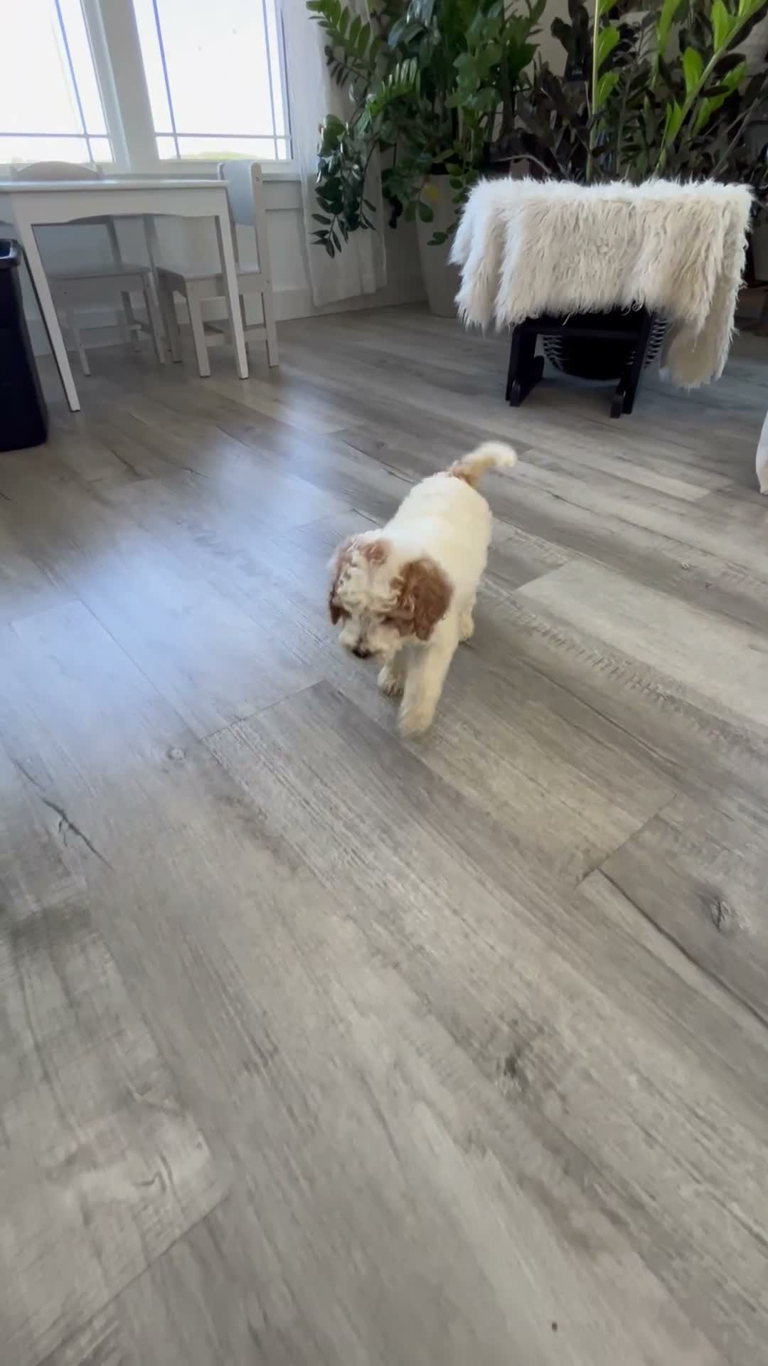 Mini Goldendoodle dogs for sale: Kenyon - Video 1