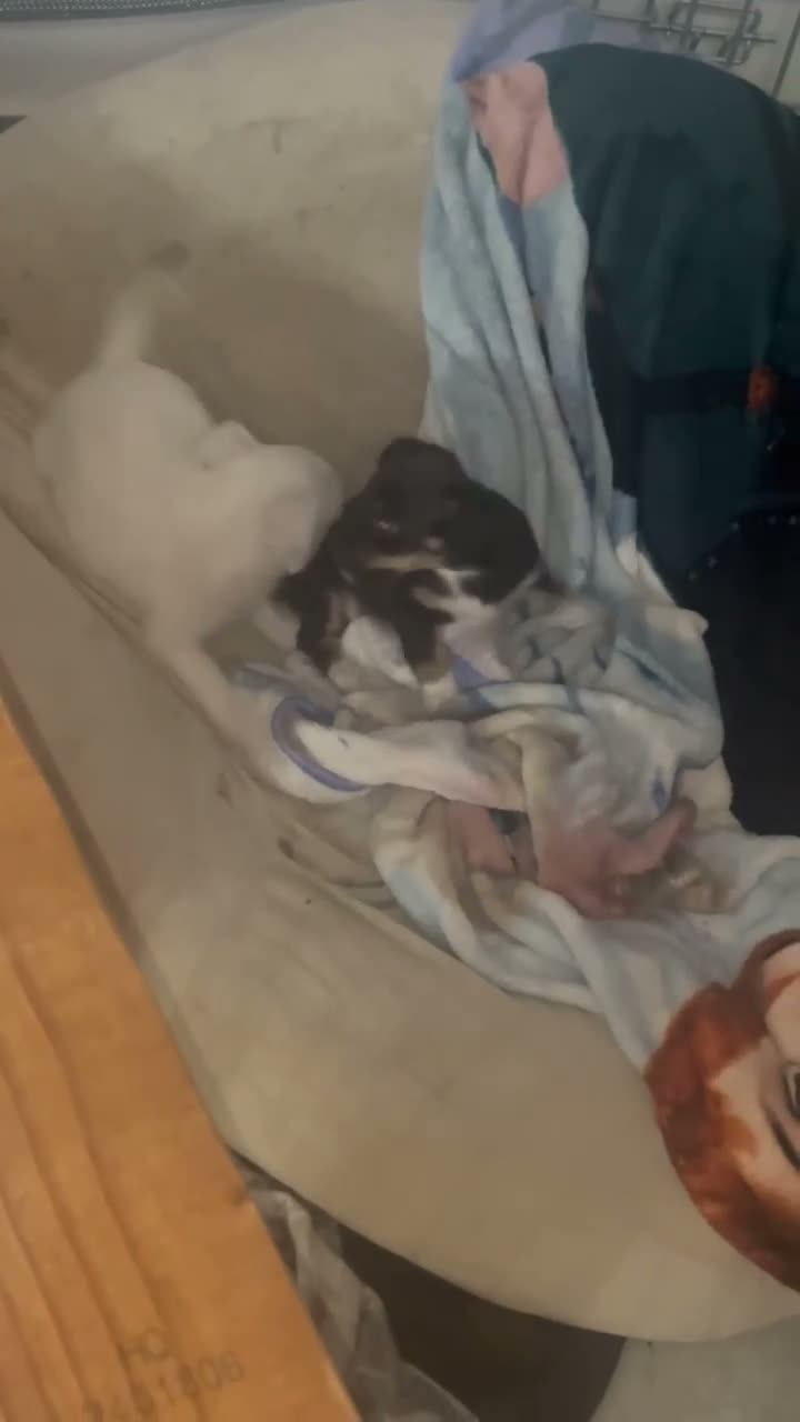 Mixed Breed dogs for sale: Mixed Breed 1 - Video 1