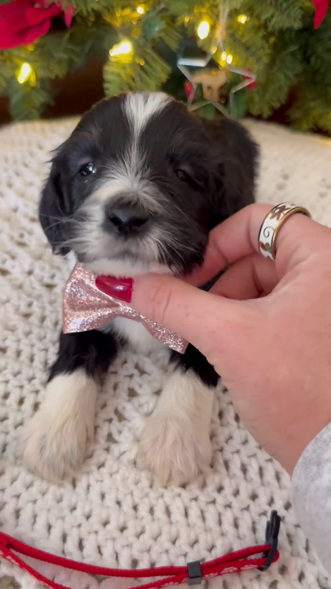Mini Bernedoodle dogs for sale: Frank - Video 1
