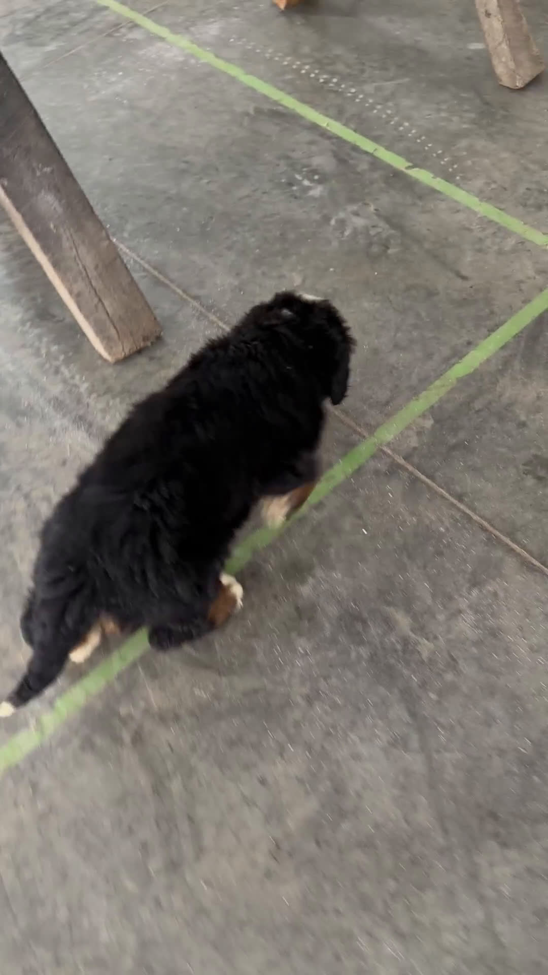 Bernese Mountain Dog dogs for sale: Thor - Video 2