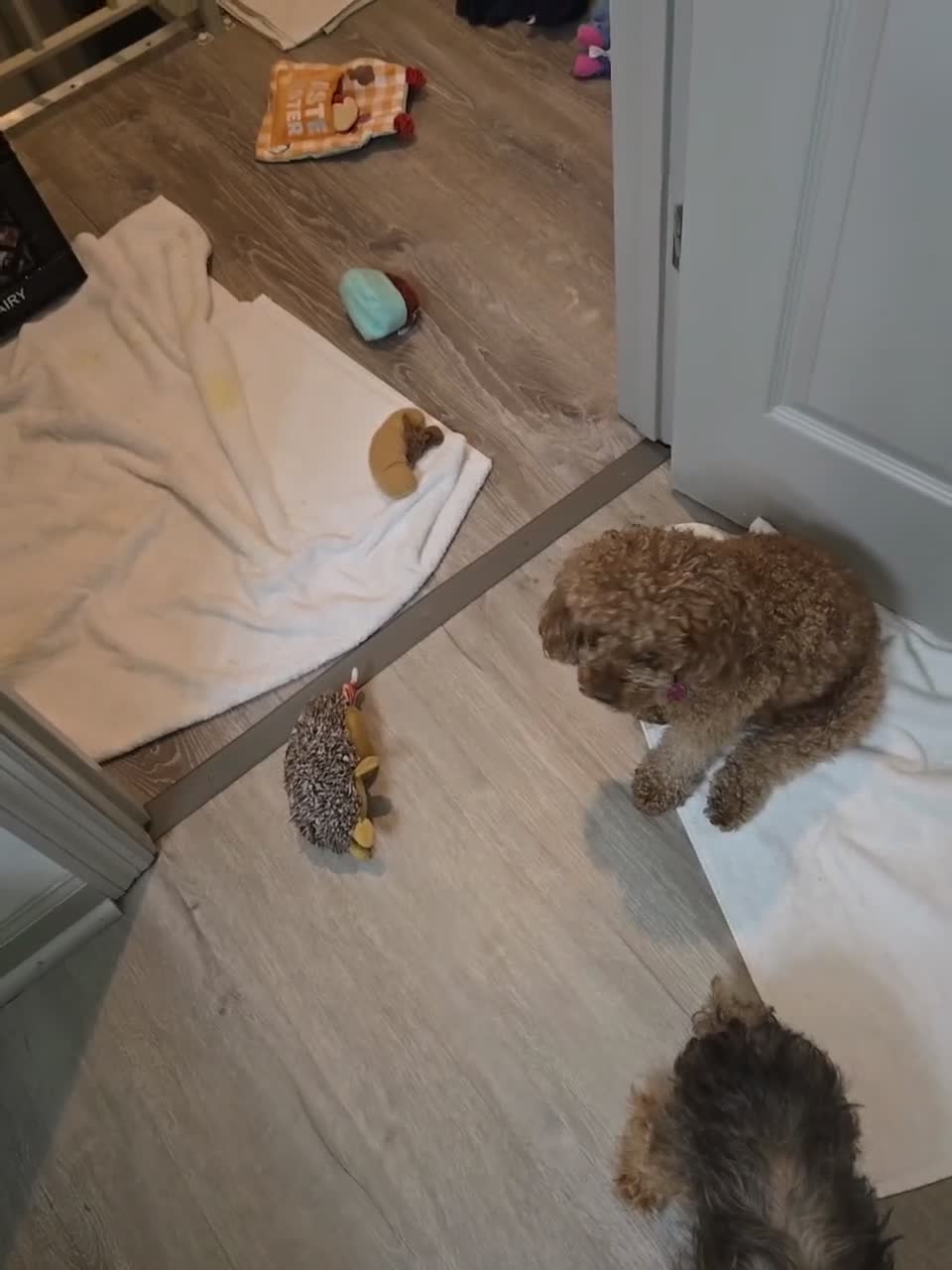 Morkie dogs for sale: Morkie 5 - Video 1