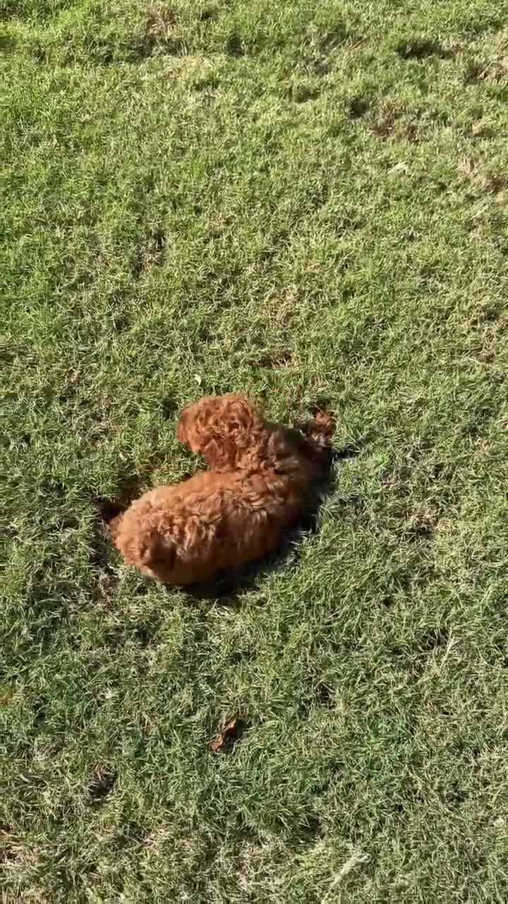 Toy Poodle dogs for sale: Buzz - Video 2