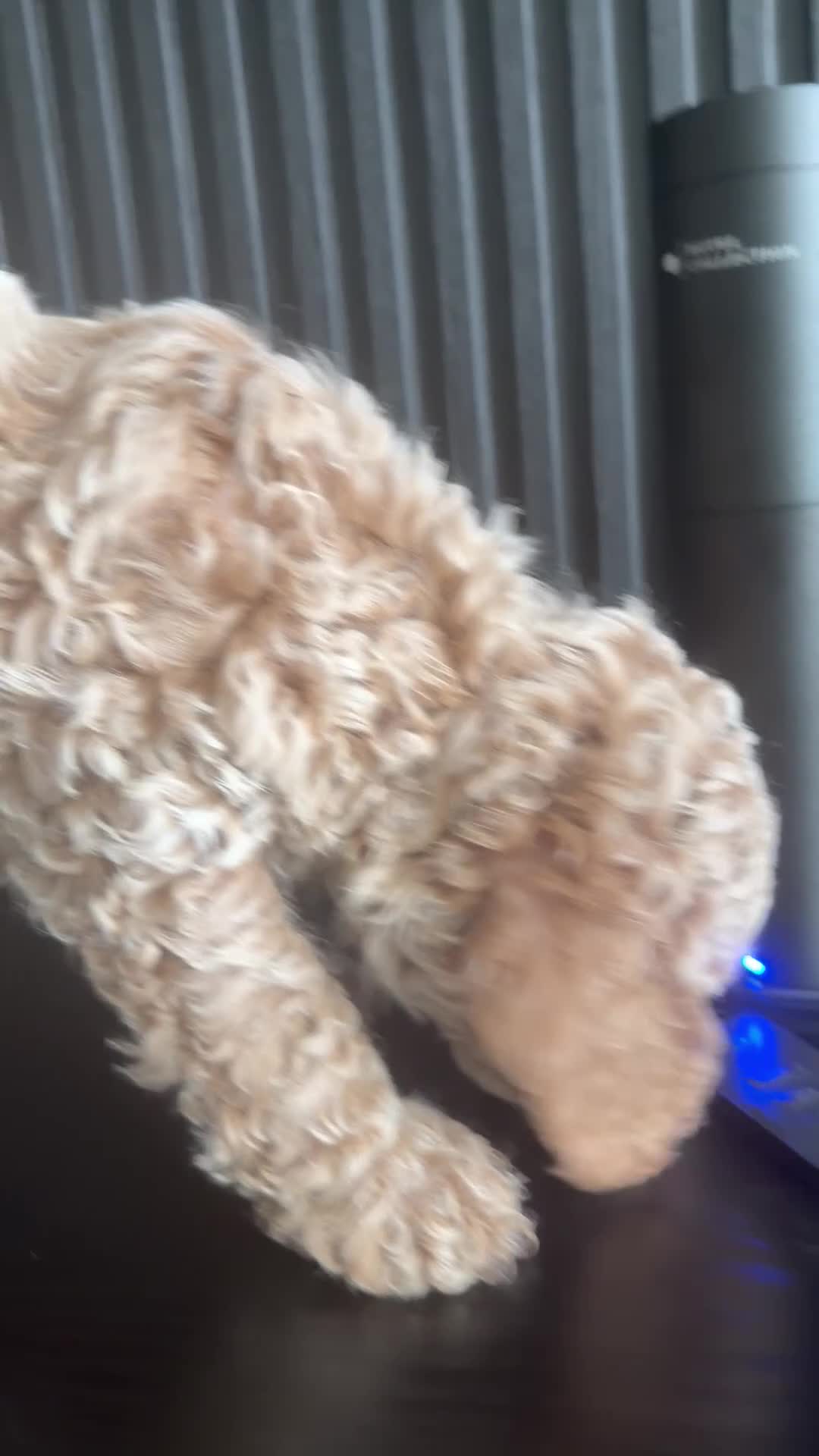 Goldendoodle dogs for sale: Male Brown - Video 1