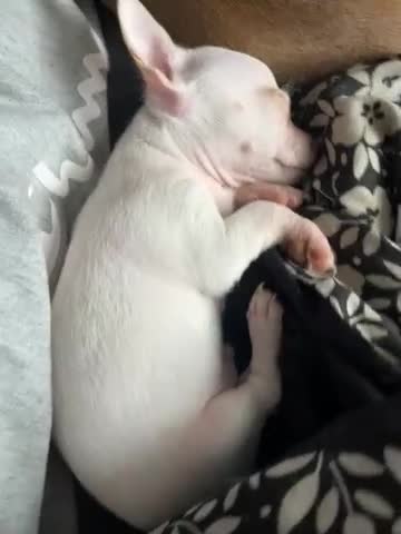 Mixed Breed dogs for sale: Mixed Breed Puppy 2 - Video 1