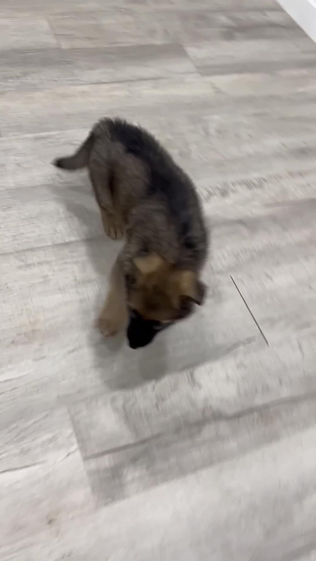 German Shepherd dogs for sale: Kory - Video 1