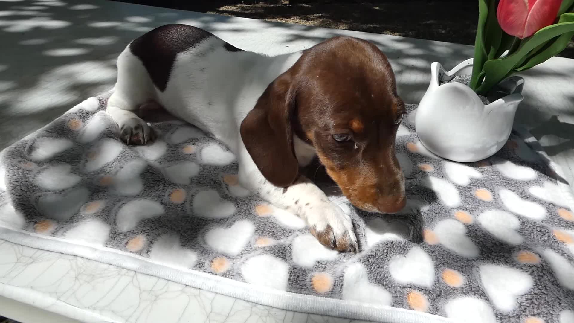Miniature Dachshund dogs for sale: Miniature Dachshund 1 Poco - Video 2