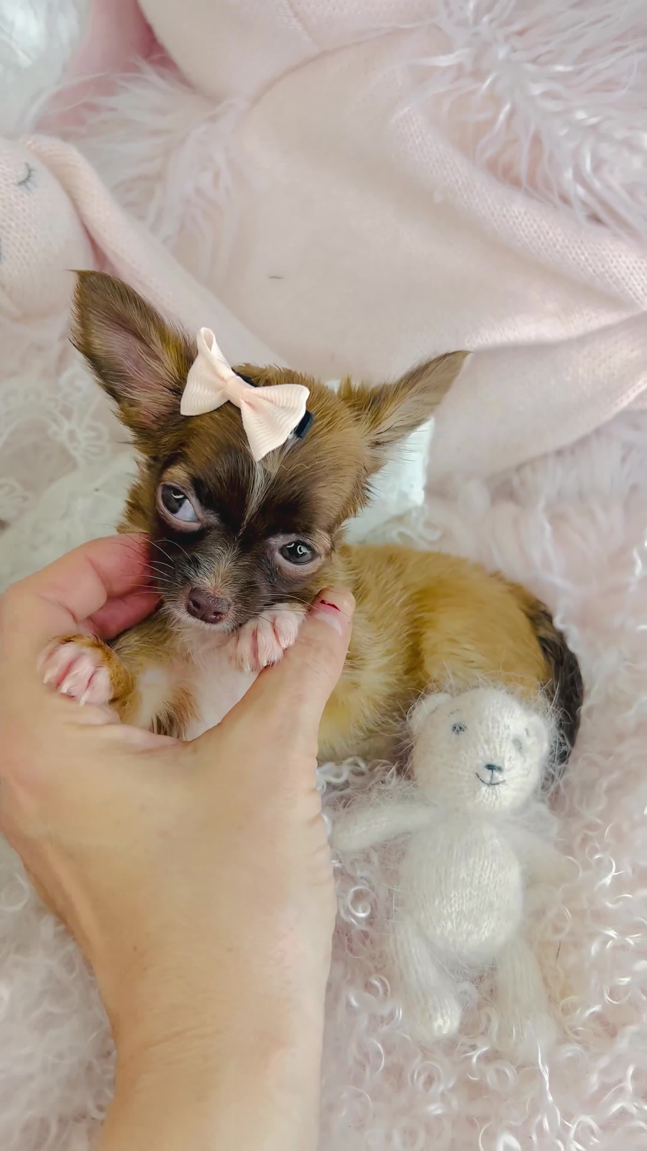 Chihuahua dogs for sale: Chihuahua Puppy 1 - Video 1