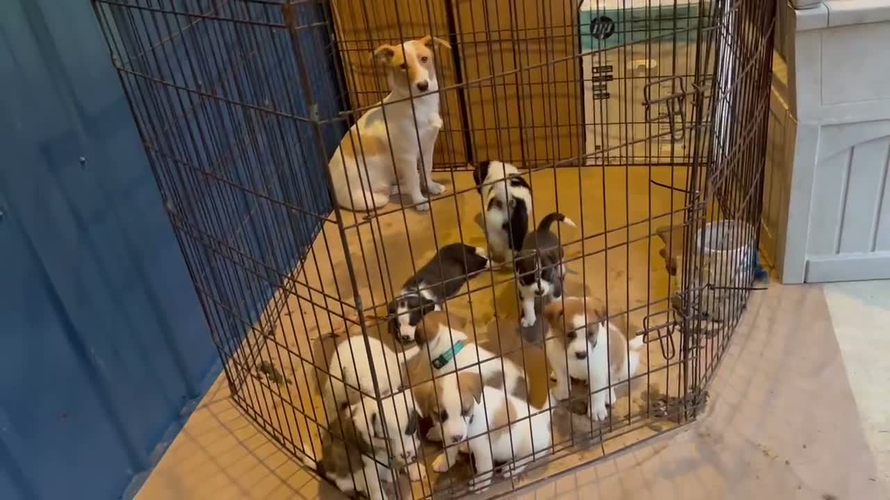 Mixed Breed dogs for sale: Mixed Breed Puppy #5 - Video 2