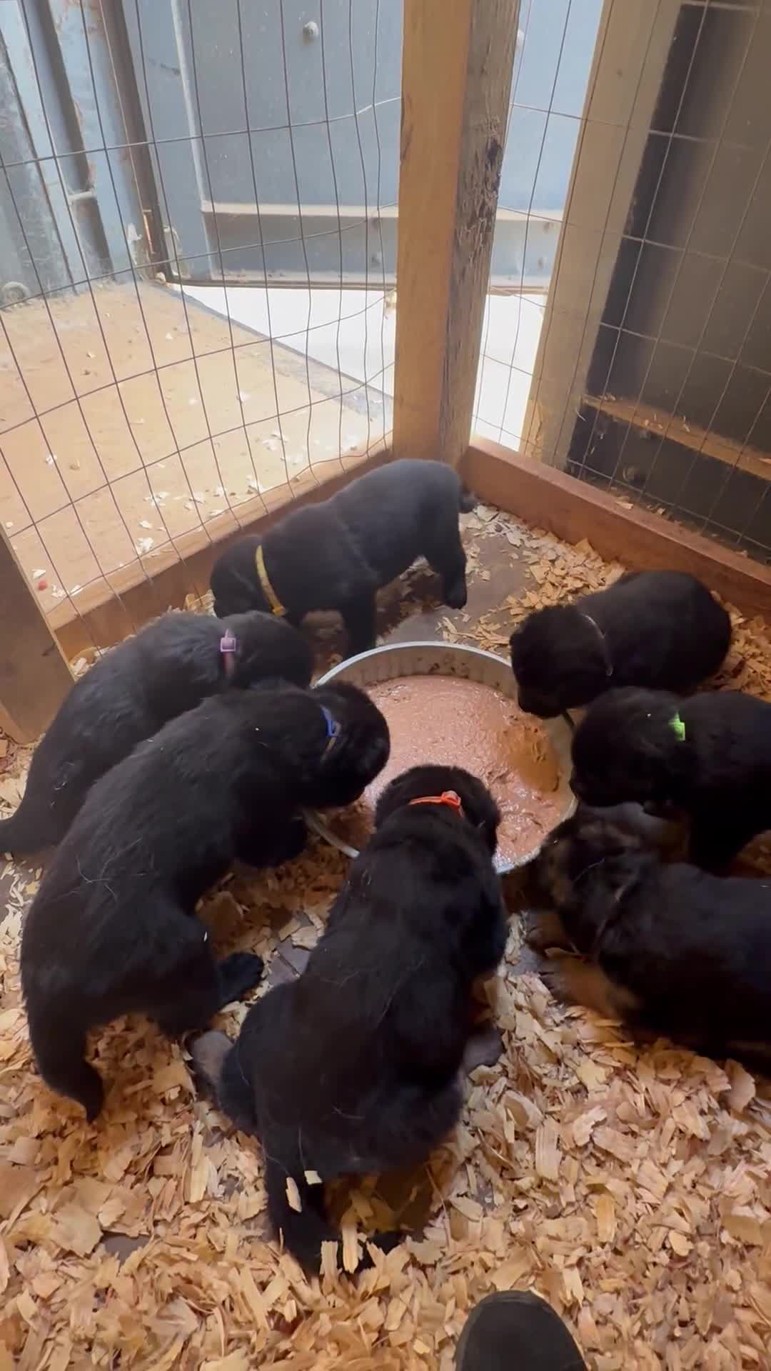 German Shepherd dogs for sale: German Shepherd Puppy 2 - Video 1