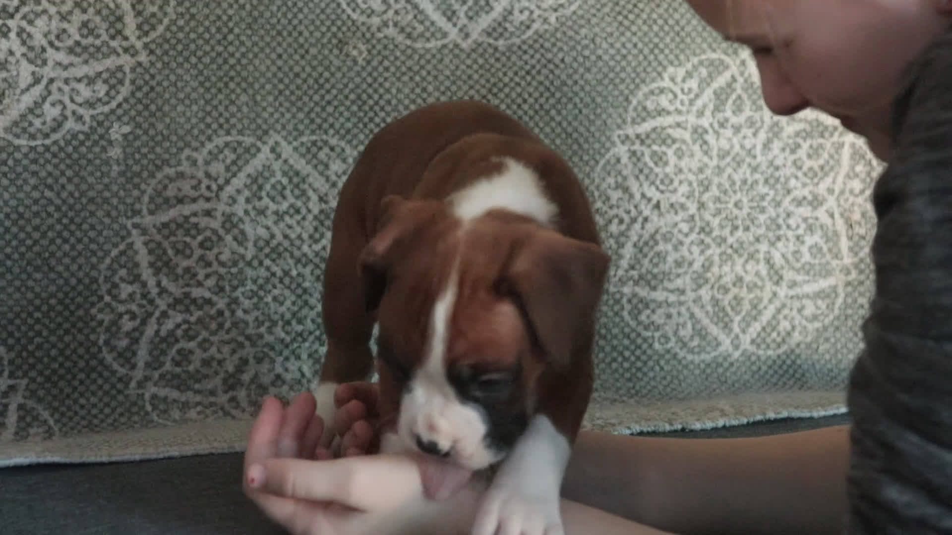 Boxer dogs for sale: Fred - Video 1