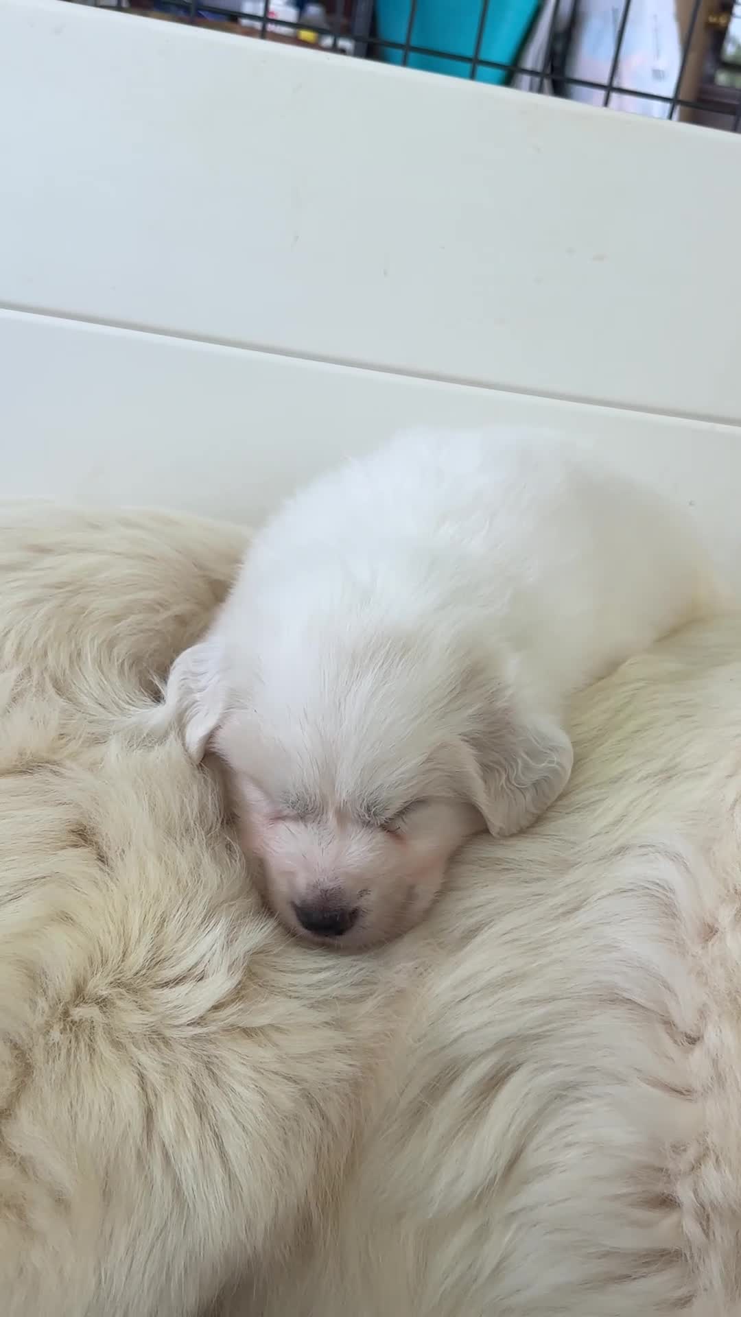 Great Pyrenees dogs for sale: AKC Sesame - Video 1