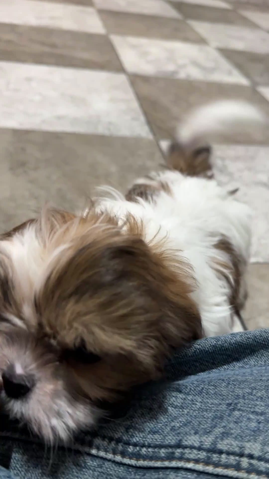 Shih Tzu dogs for sale: Mason - Video 1