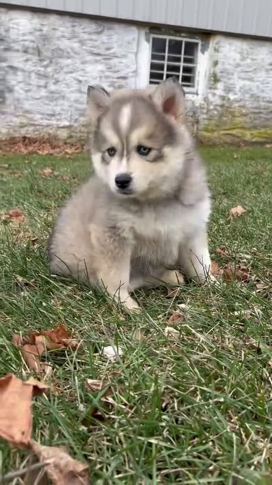 Pomsky dogs for sale: Holly - Video 1