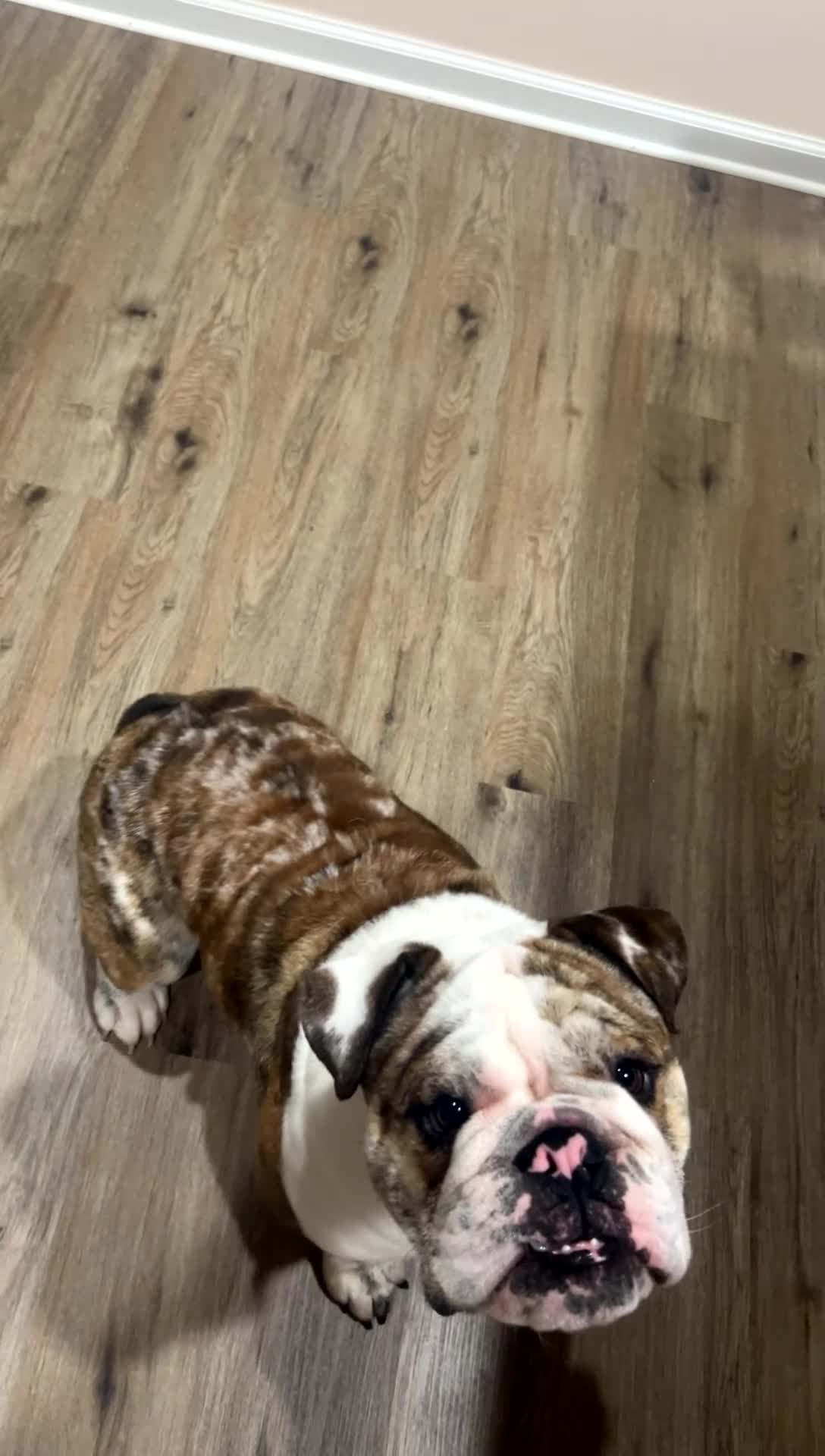 English Bulldog dogs for sale: Debo - Video 1