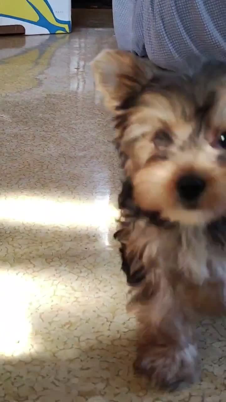 Yorkshire Terrier dogs for sale: Johnny - Video 2