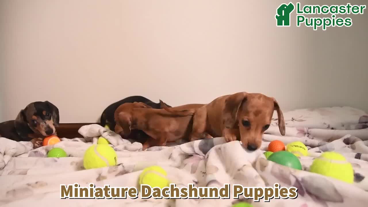 Miniature Dachshund dogs for sale: Doug  - Video 1