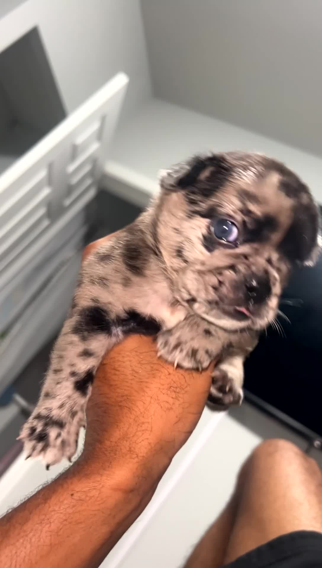 French Bulldog dogs for sale: French Bulldog 4 - Video 2