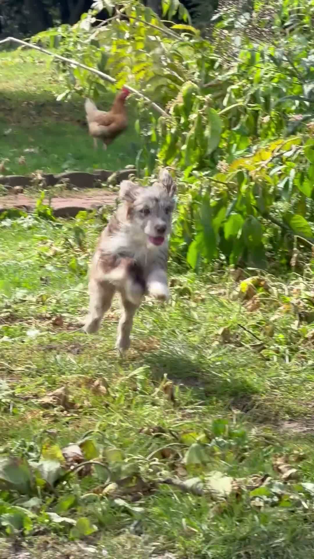 Mini Goldendoodle dogs for sale: Ariel - Video 1