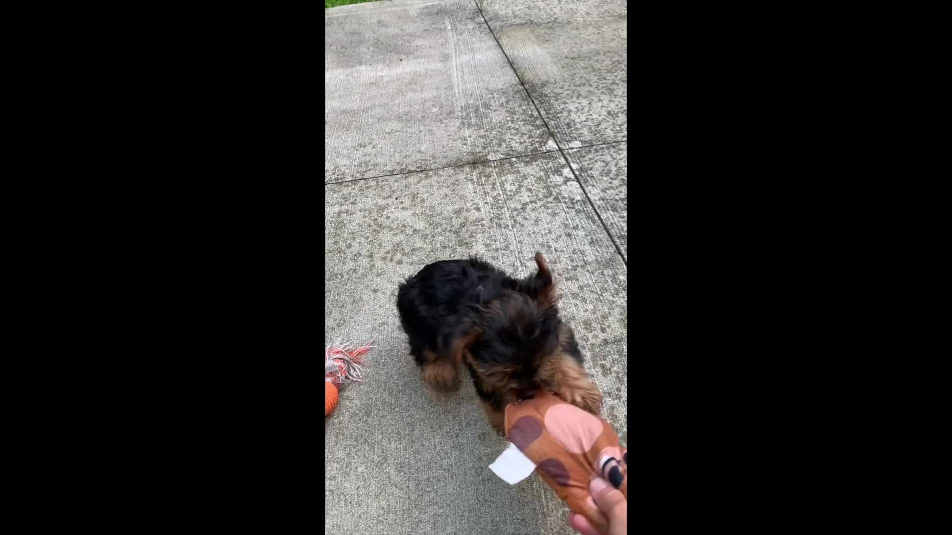 Yorkshire Terrier dogs for sale: Skye - Video 1