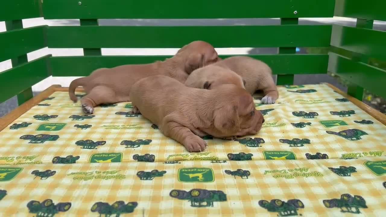 Miniature Dachshund dogs for sale: Bandit - Video 1