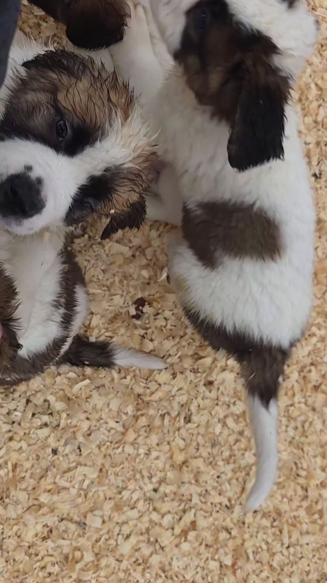 Saint Bernard dogs for sale: Saint Bernard Puppy 1 - Video 1