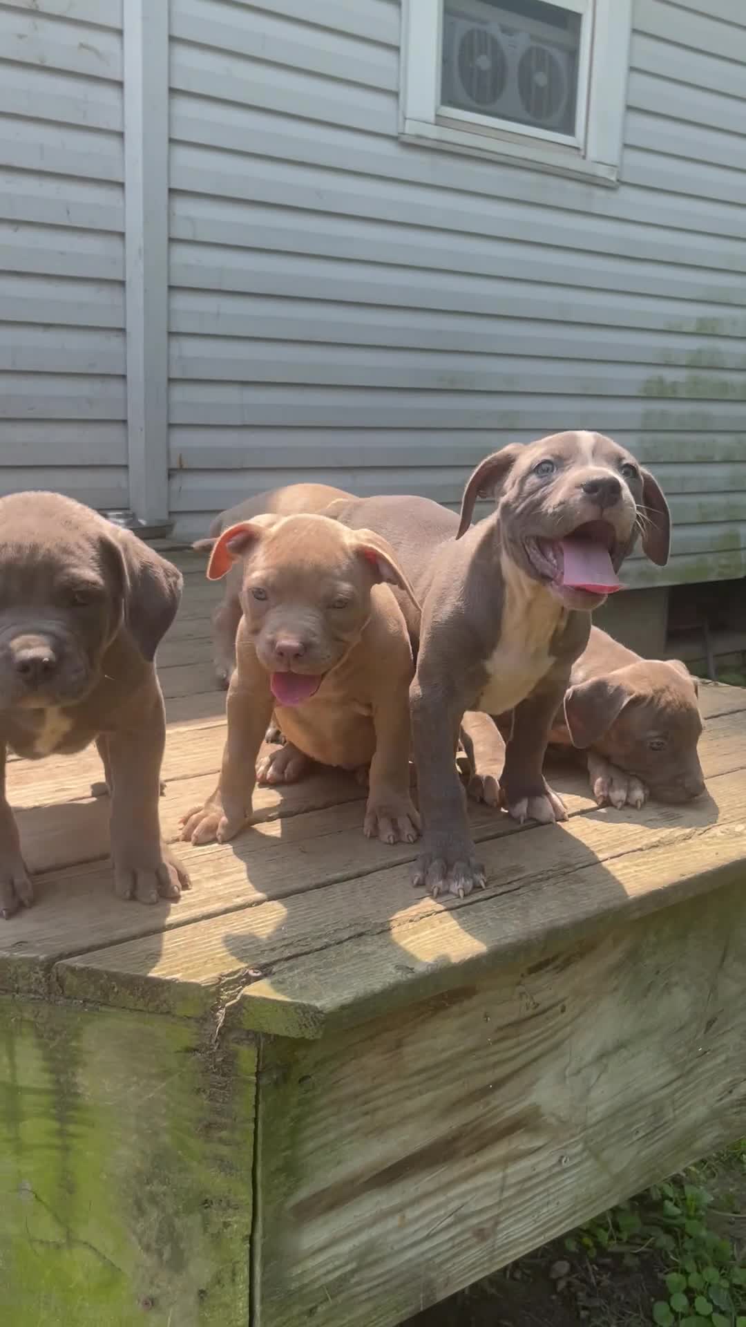 American Bully dogs for sale: American Bully 5 - Video 1