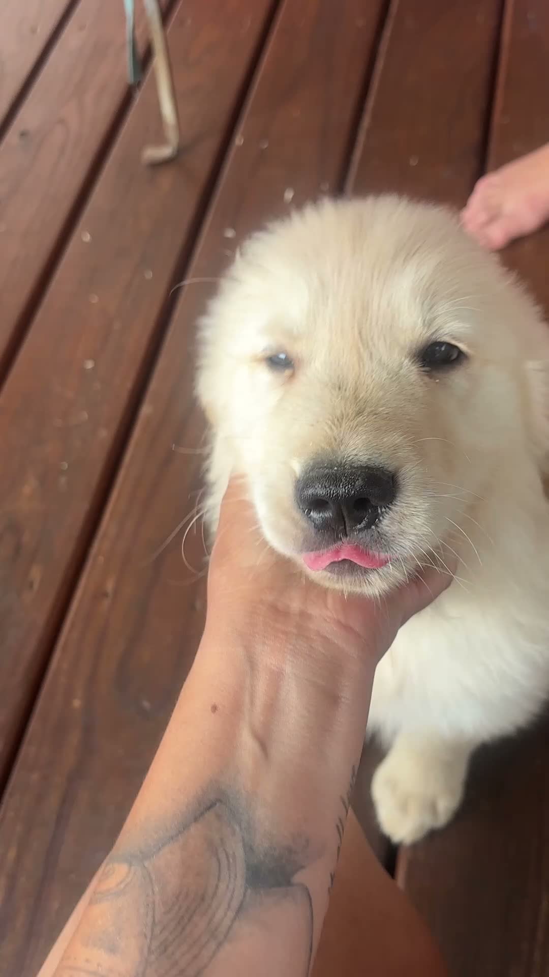 Golden Retriever dogs for sale: Golden Retriever 1 - Video 1